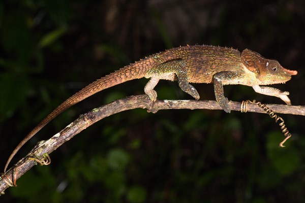 Cryptic chameleon