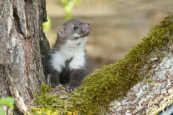 Beech marten