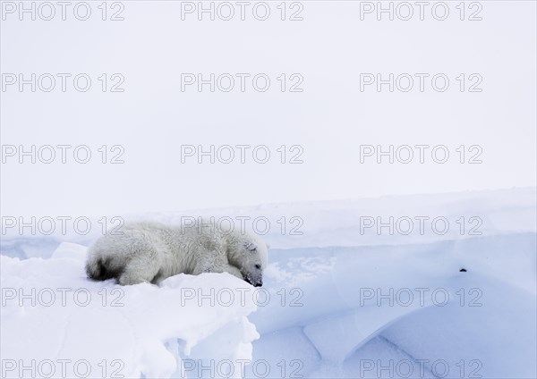 Polar bear