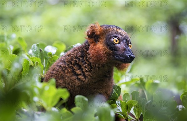 Black lemur