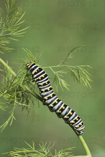 Black Swallowtail