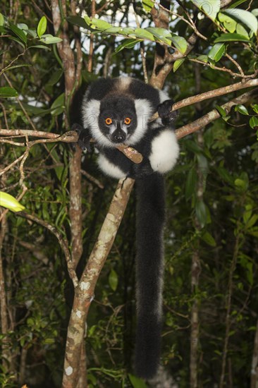 Black-and-white ruffed lemur