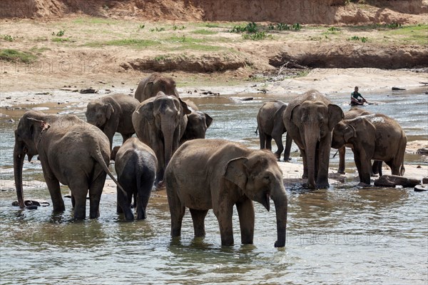 Asian or Asiatic elephants