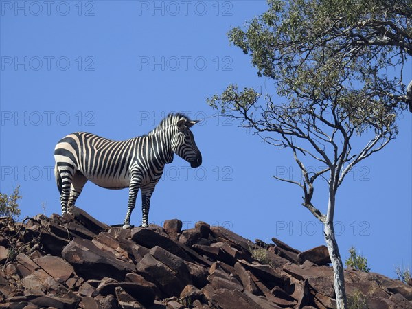 Hartmann's Mountain Zebra