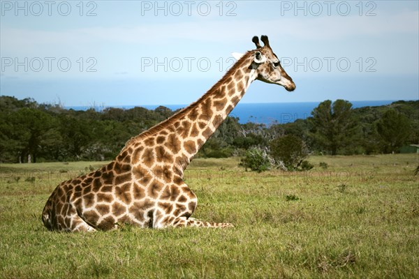 Southern giraffe