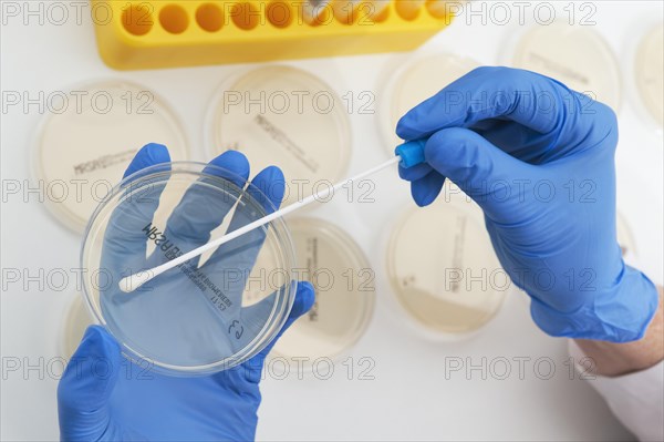 Swab from mucous membranes is cultivated in petri dishes