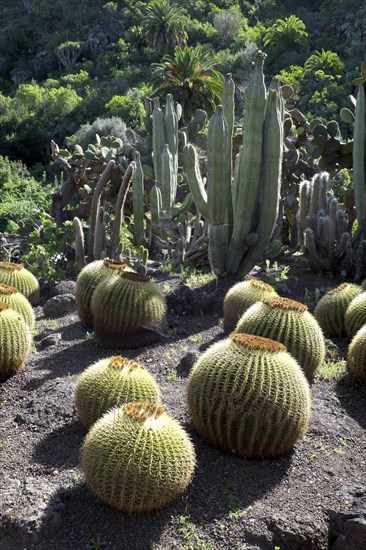 Golden barrel cacti