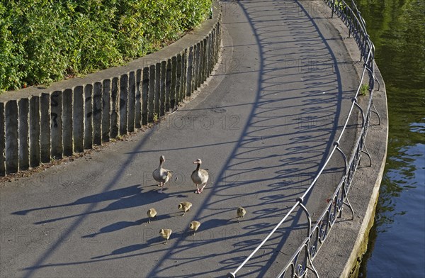 Greylag geese