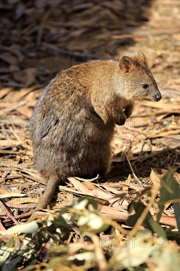 Quokka