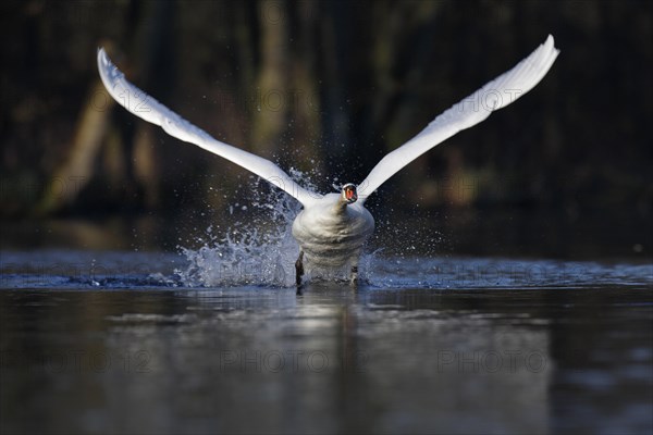 Mute swan