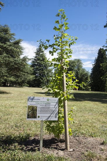 Ginkgo Tree