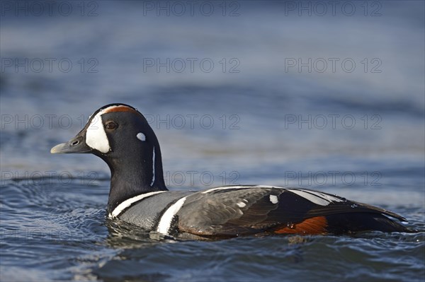 Harlequin duck