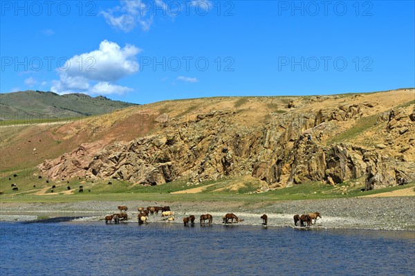 Herd of horses on the Orchon River