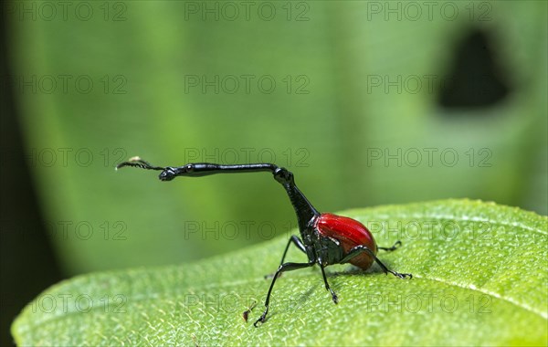 Giraffe weevils