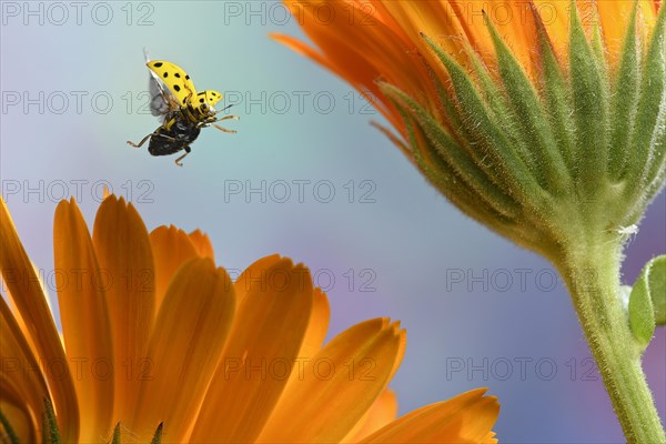 Twenty-two spot ladybird