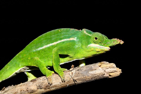 Petter's chameleon