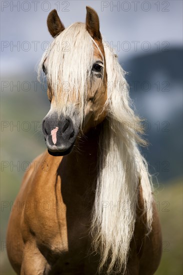 Haflinger with long mane on the alp