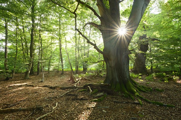 Sun ray shining through huge old mossy beech