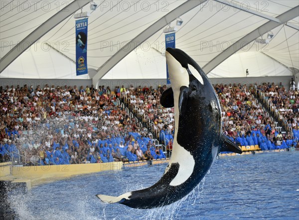 Orca show