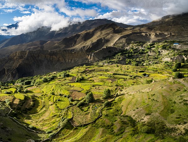 Agricultural landscape with barley fields