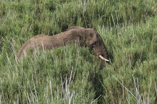 African Elephant