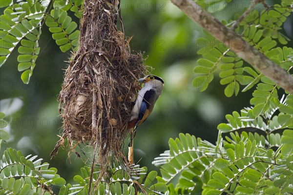 Silver-breasted broadbill