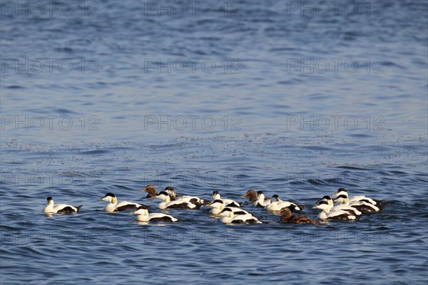 Common eider ducks