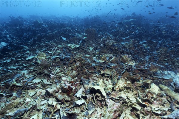 Climate phenomenon El Nino