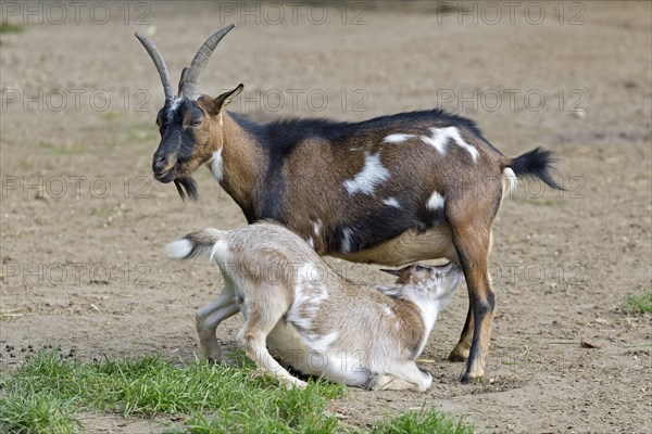 Goat suckling young animal