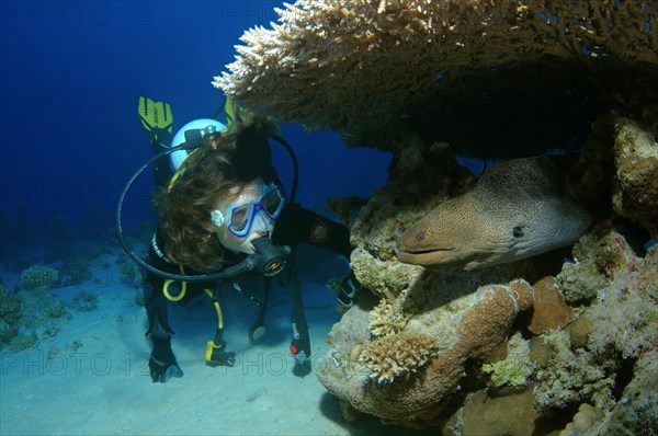 scuba diver looks on the Giant moray