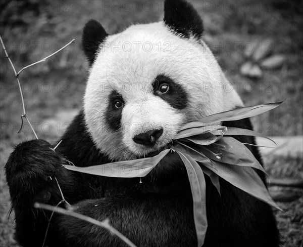 Giant panda