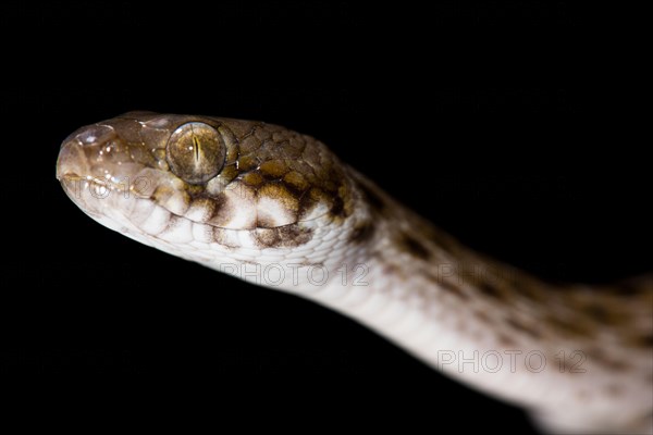 Madagascar Cat Snake