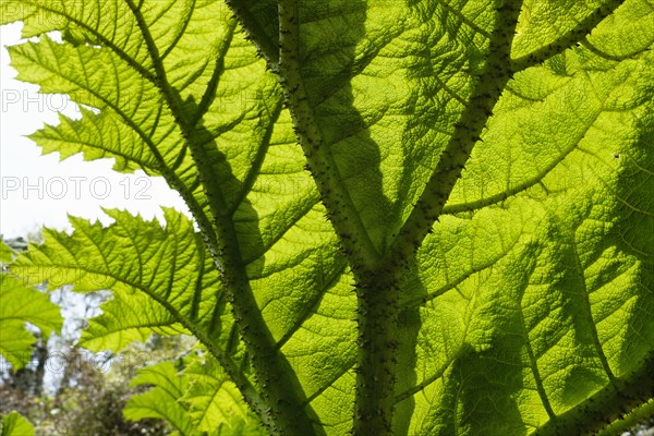 Leaf of Giant rhubarb