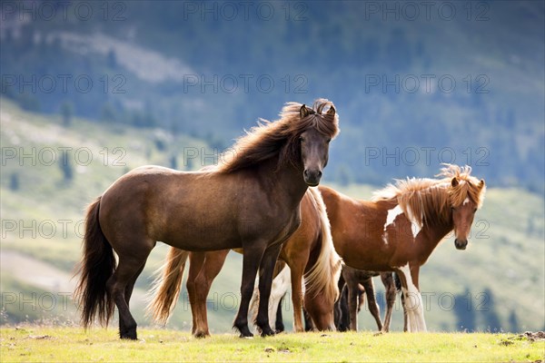 Liver Chestnut and Sorrel Pinto Icelandic in a pasture