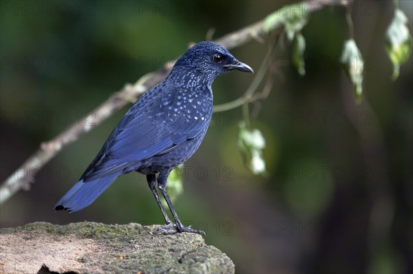 Blue whistling thrush