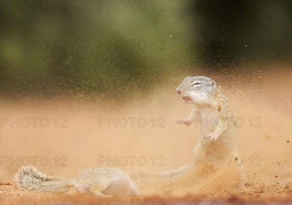 Mexican Ground Squirrels