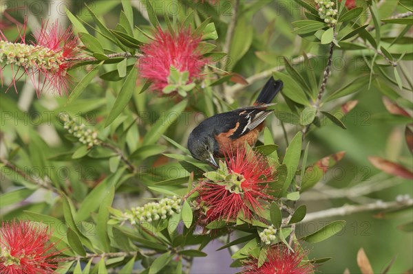 Orchard Oriole