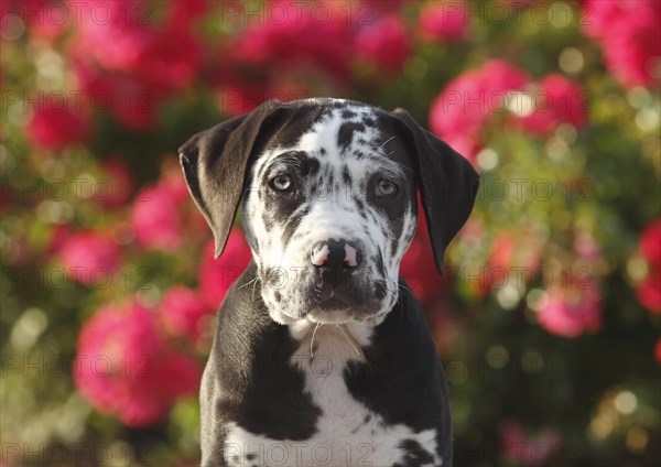 Great Dane