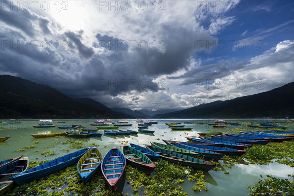 Rowing boats are tight together at Phewa Lake