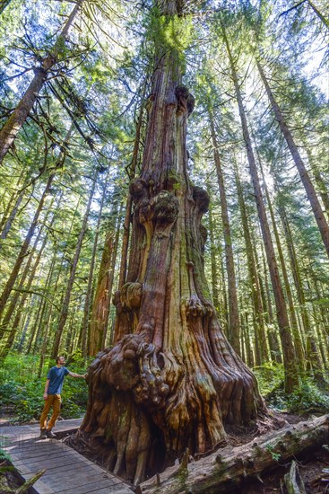 Man standing next to giant western red-cedar