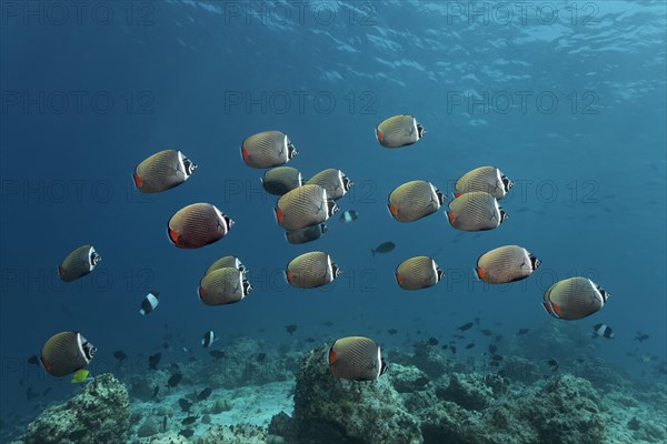 School of red-tailed butterfly fish
