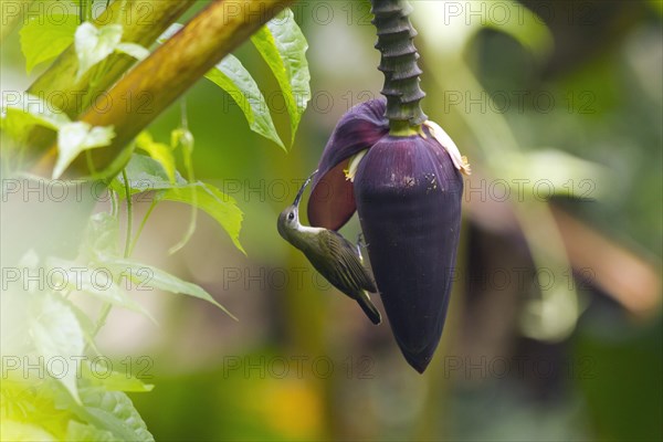 Little spiderhunter