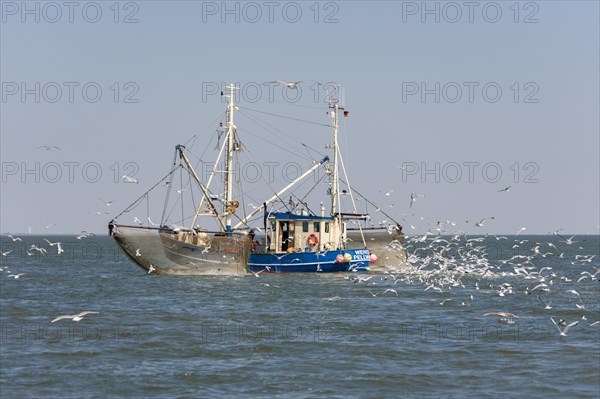 Fishcutter with casted nets at crabs catching