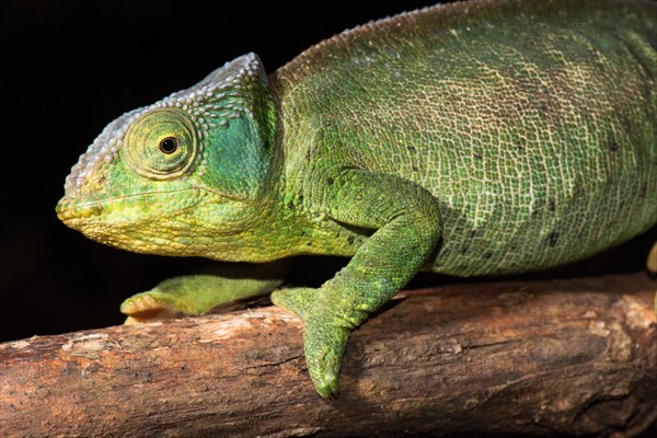 Female chameleon