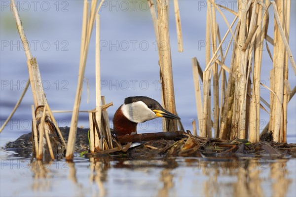 Red-necked grebe