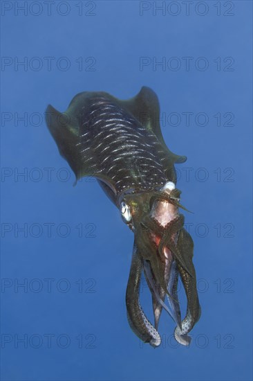 Bigfin reef squid