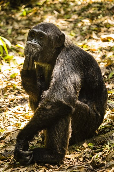 Common chimpanzee