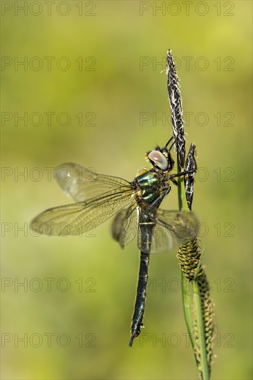 Alpine emerald