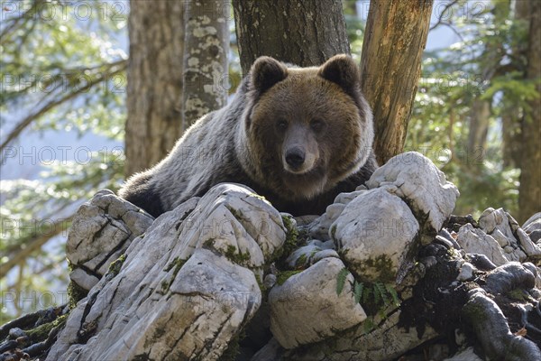 European brown bear or Eurasian Brown Bear