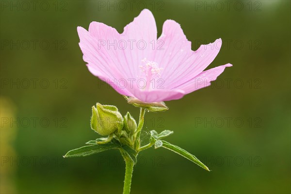 Blooing rose mallow